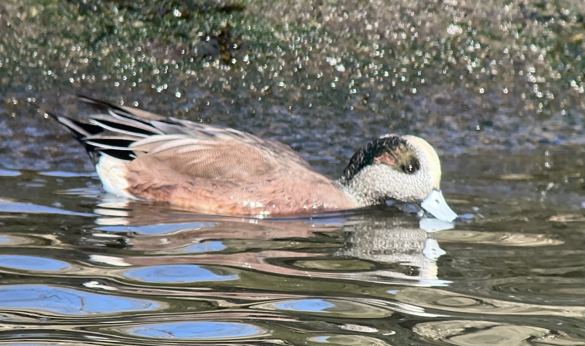 葡萄胸鴨 - ML647292691