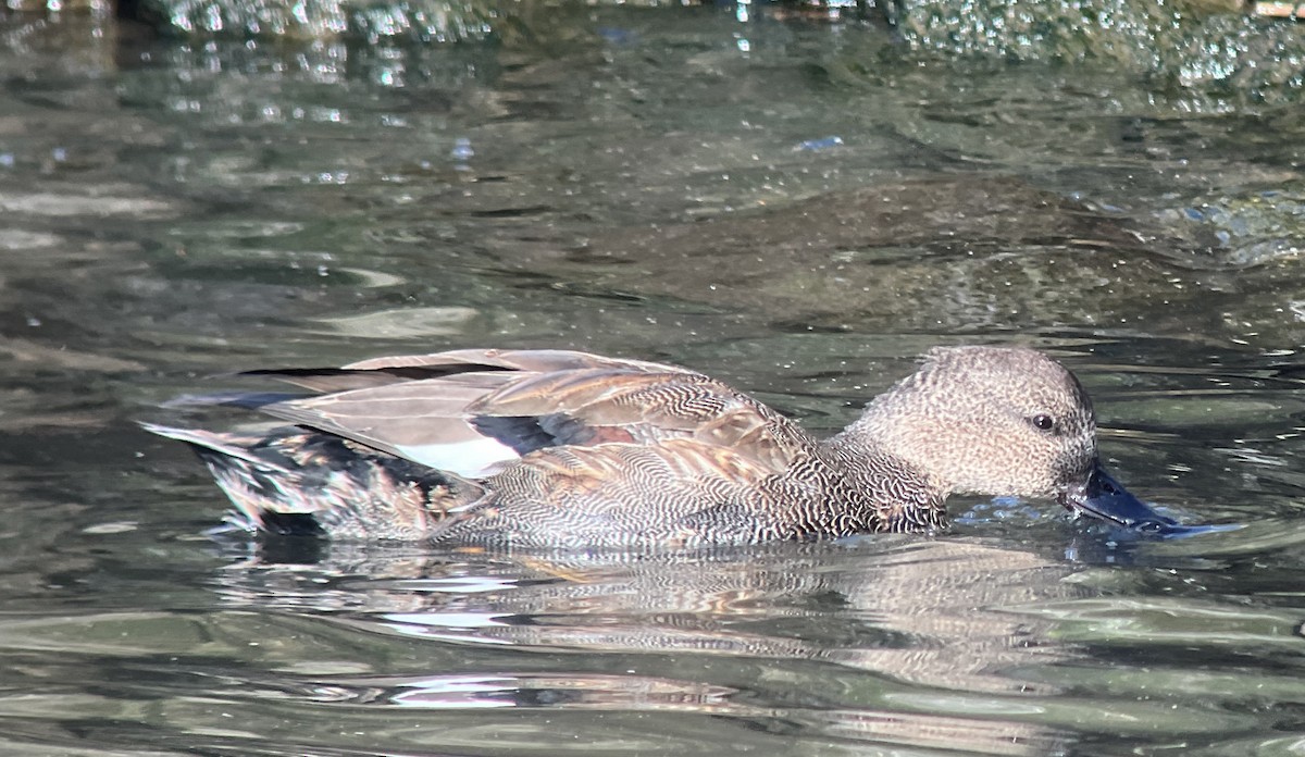 赤膀鴨 - ML647292702