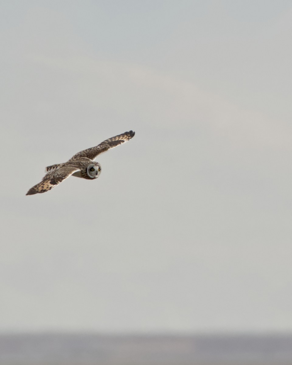 kalous pustovka (ssp. flammeus) - ML647292703