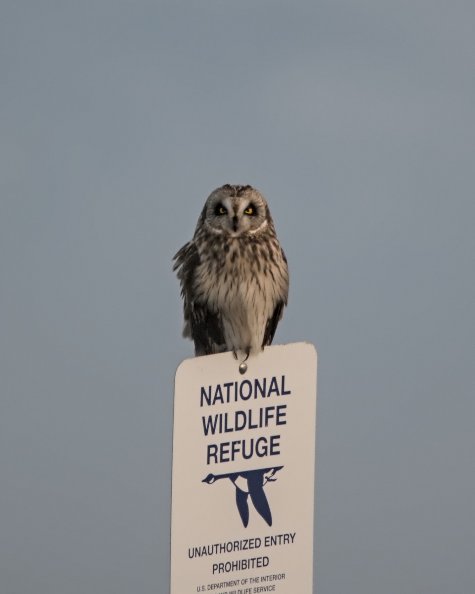 kalous pustovka (ssp. flammeus) - ML647292704