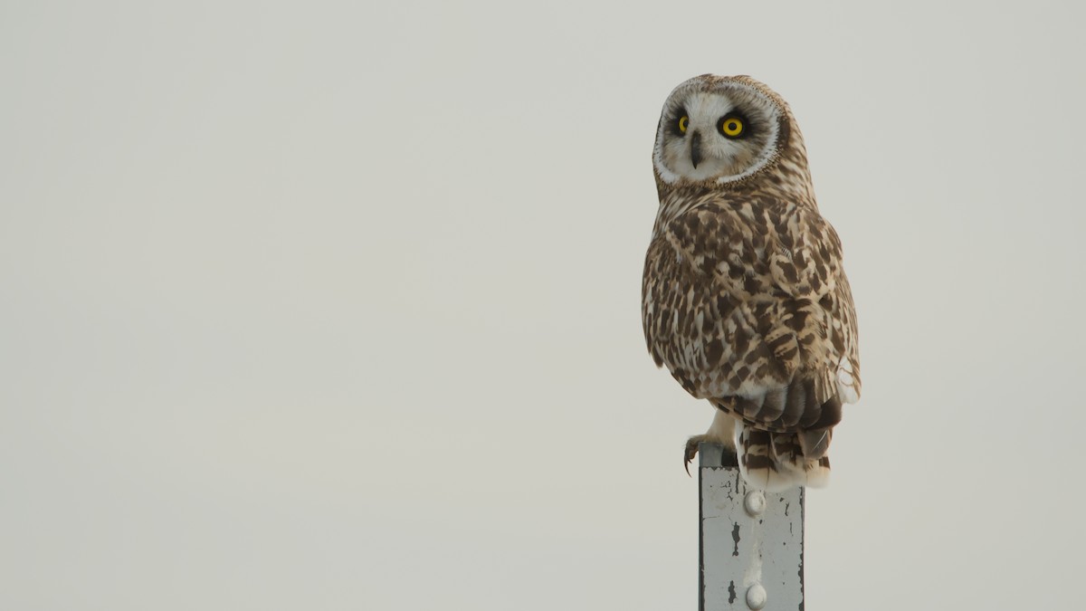 kalous pustovka (ssp. flammeus) - ML647292705