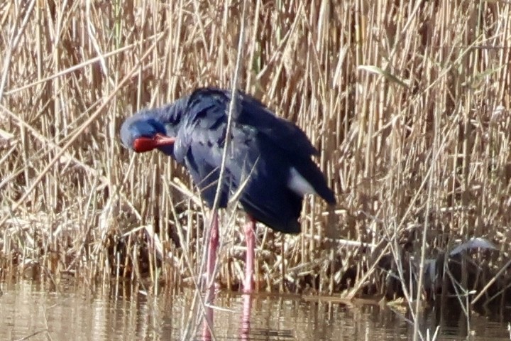 Western Swamphen - ML647292719