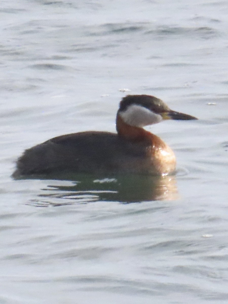 טבלן אפור-לחיים - ML647292735