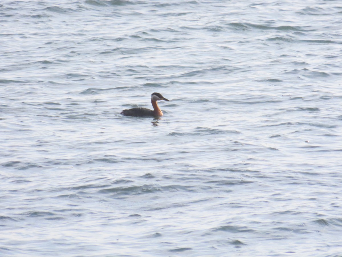 Red-necked Grebe - ML647292736