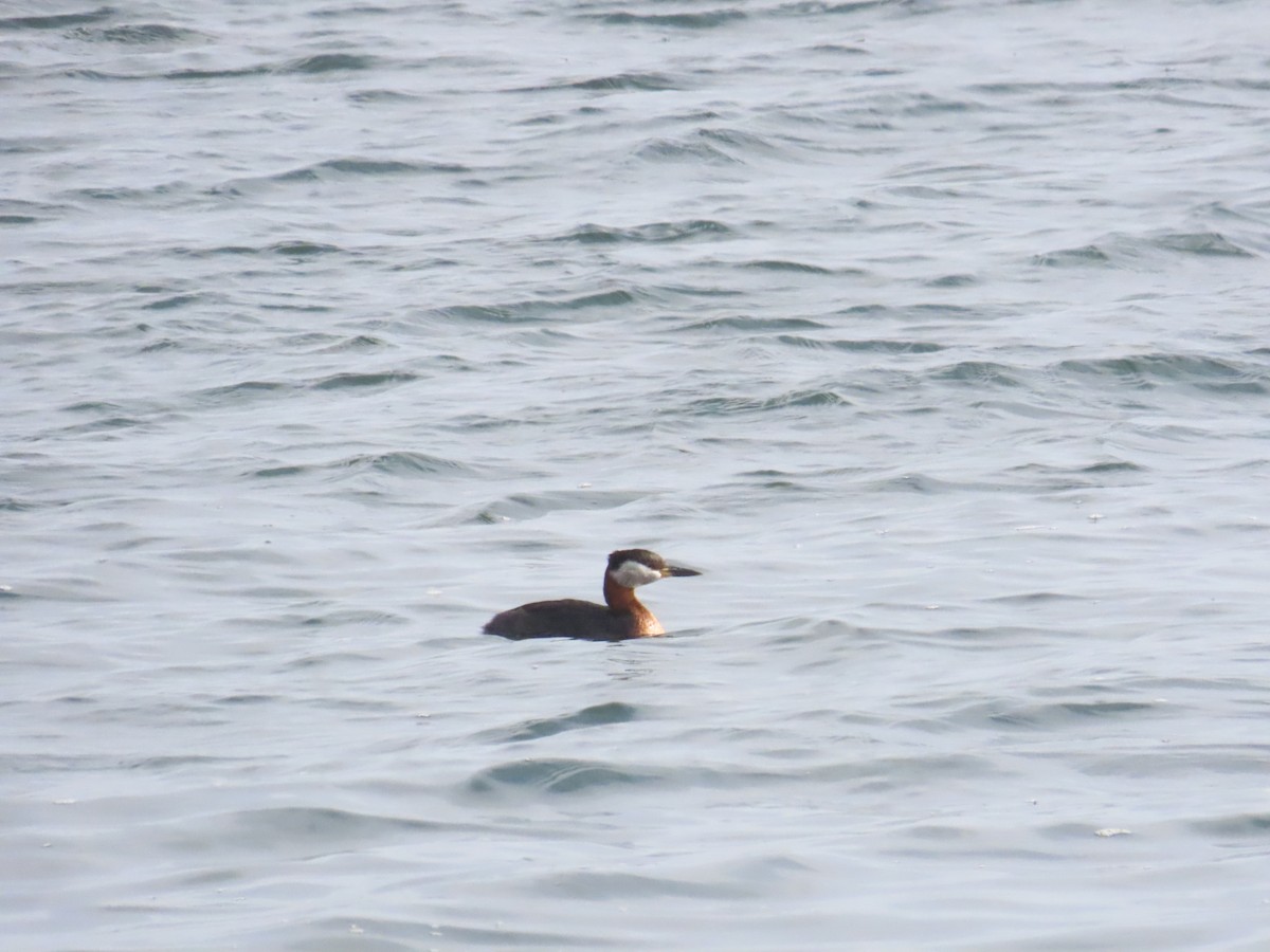 Red-necked Grebe - ML647292737