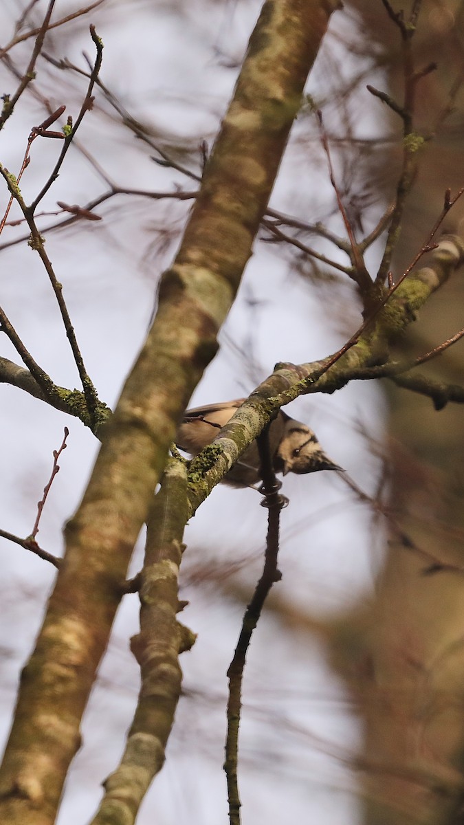 sýkora parukářka - ML647292739