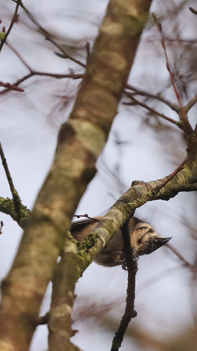 sýkora parukářka - ML647292740