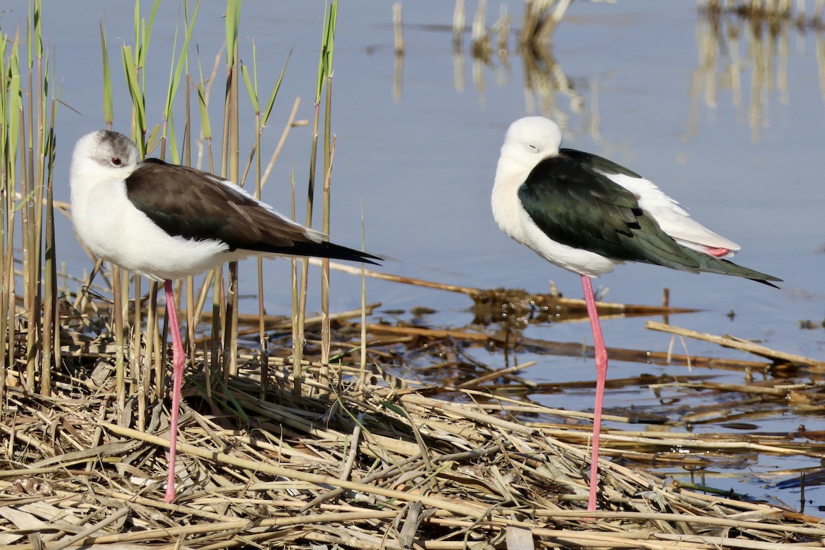 Black-winged Stilt - ML647292741