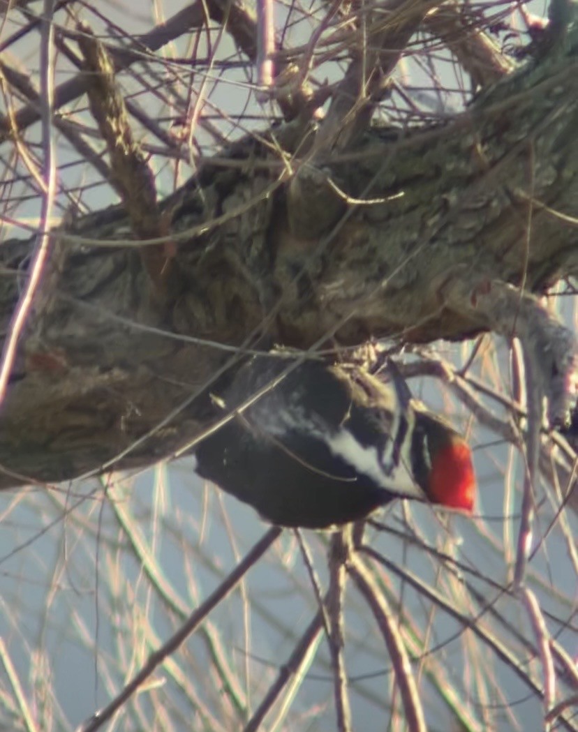 エボシクマゲラ - ML647292742