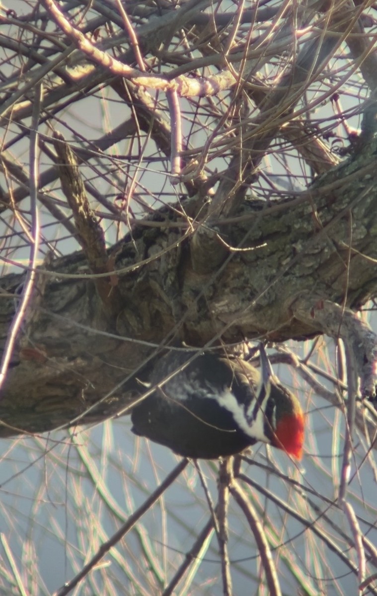 エボシクマゲラ - ML647292743