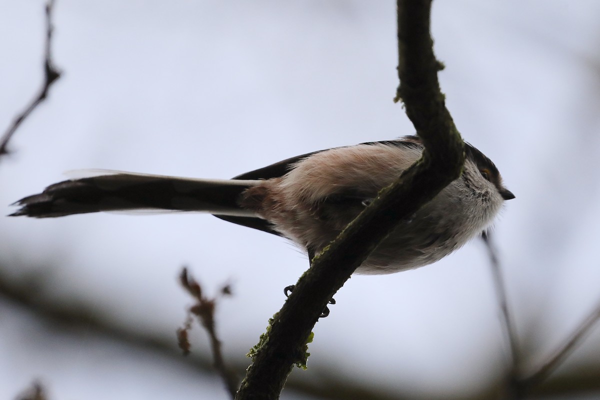 mlynařík dlouhoocasý - ML647292762