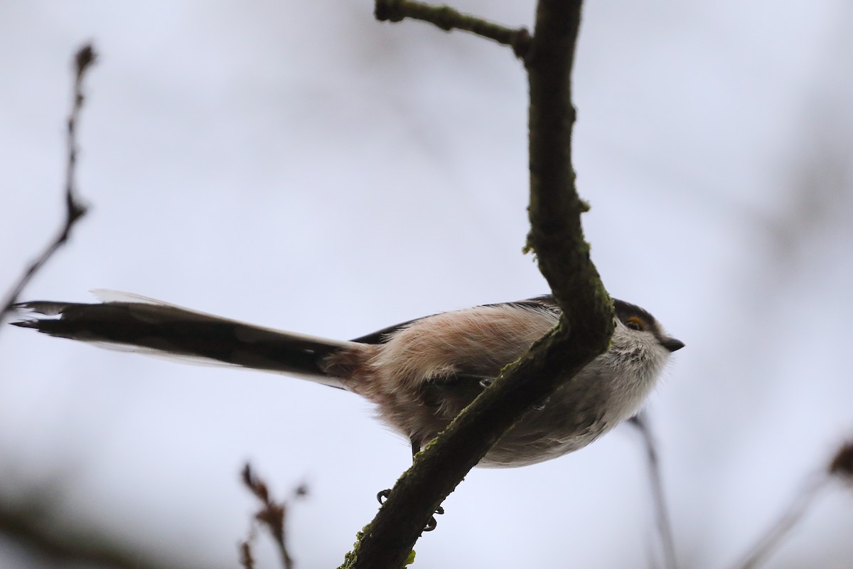 mlynařík dlouhoocasý - ML647292763