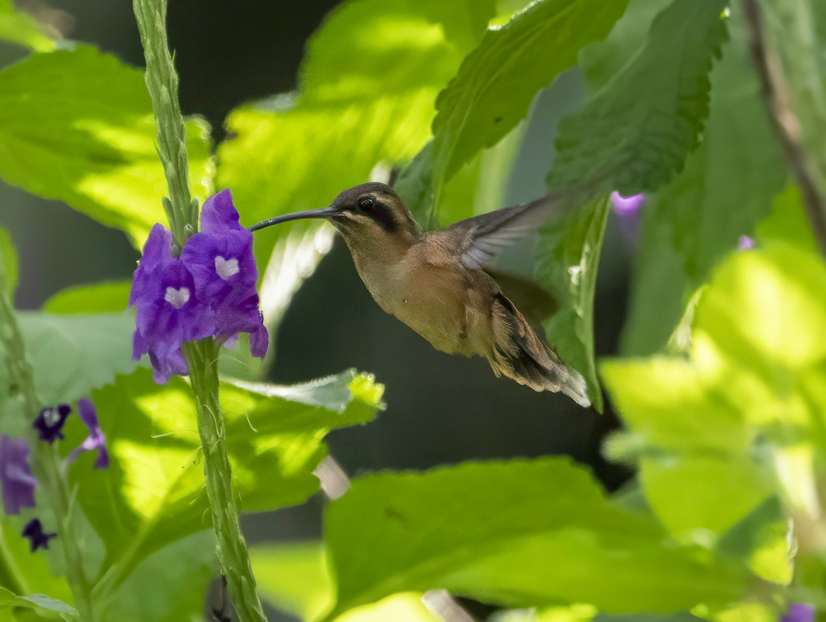 Stripe-throated Hermit - ML647292765