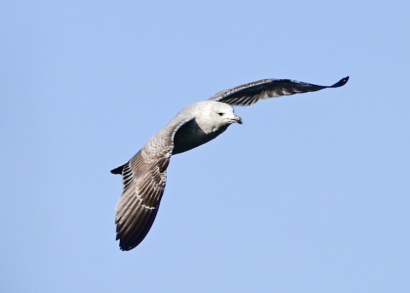 Caspian Gull - ML647292766