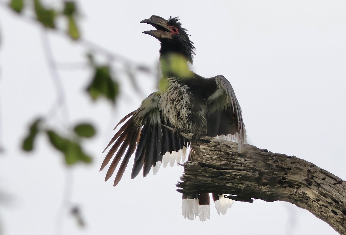 Trumpeter Hornbill - ML647292768