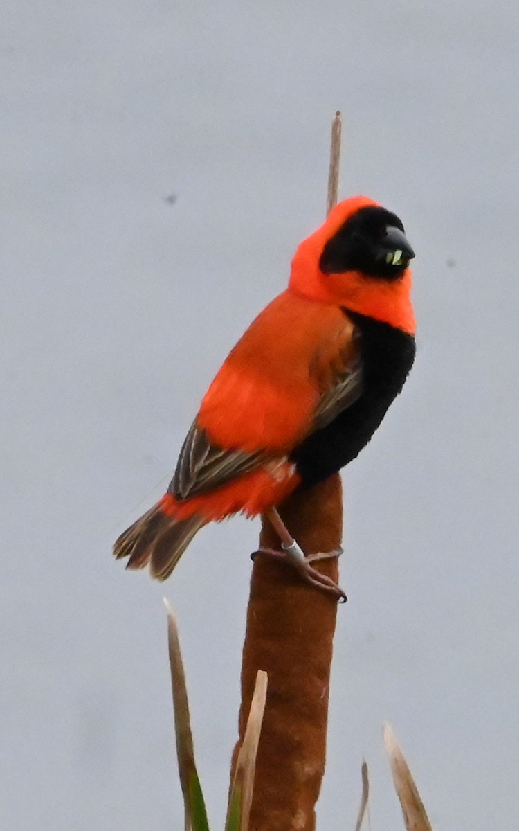 Southern Red Bishop - ML647292769