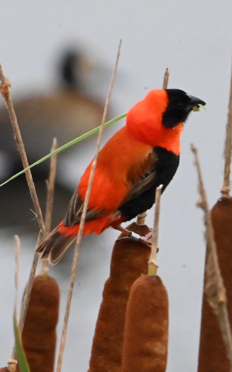 Southern Red Bishop - ML647292770