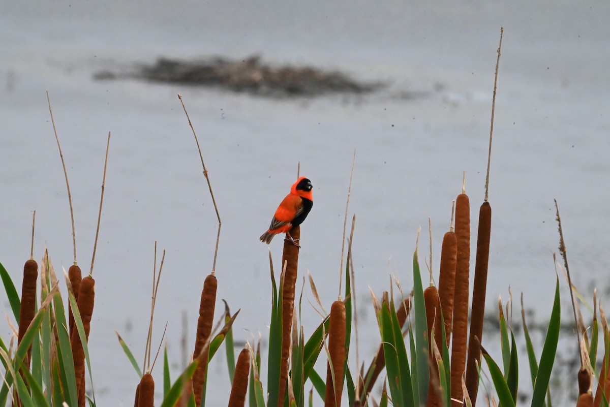 Southern Red Bishop - ML647292771
