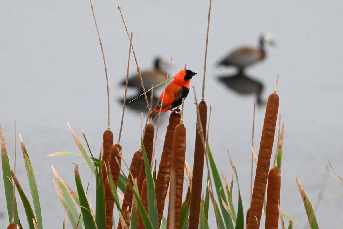 Southern Red Bishop - ML647292772