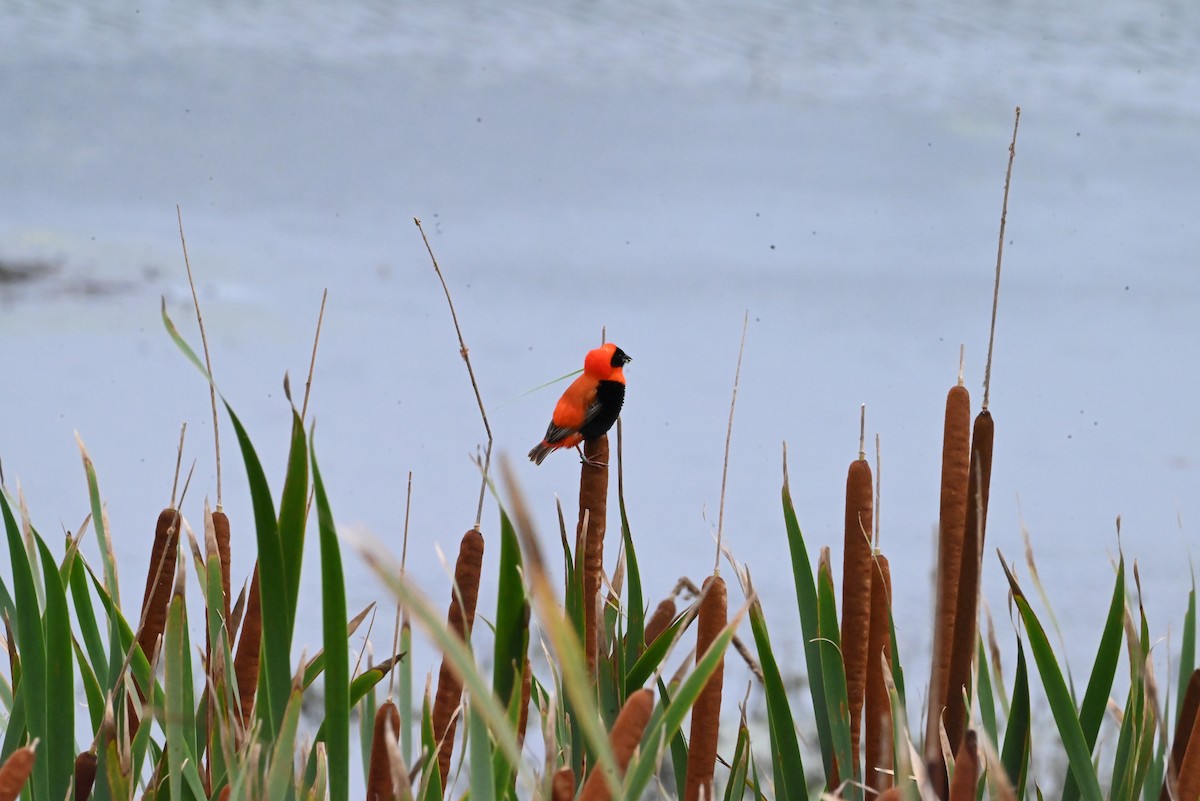 Southern Red Bishop - ML647292773