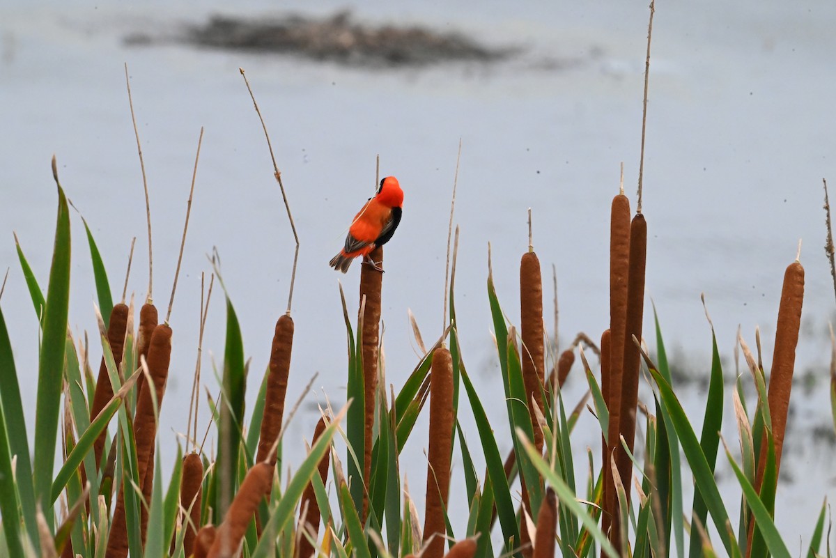 Southern Red Bishop - ML647292774