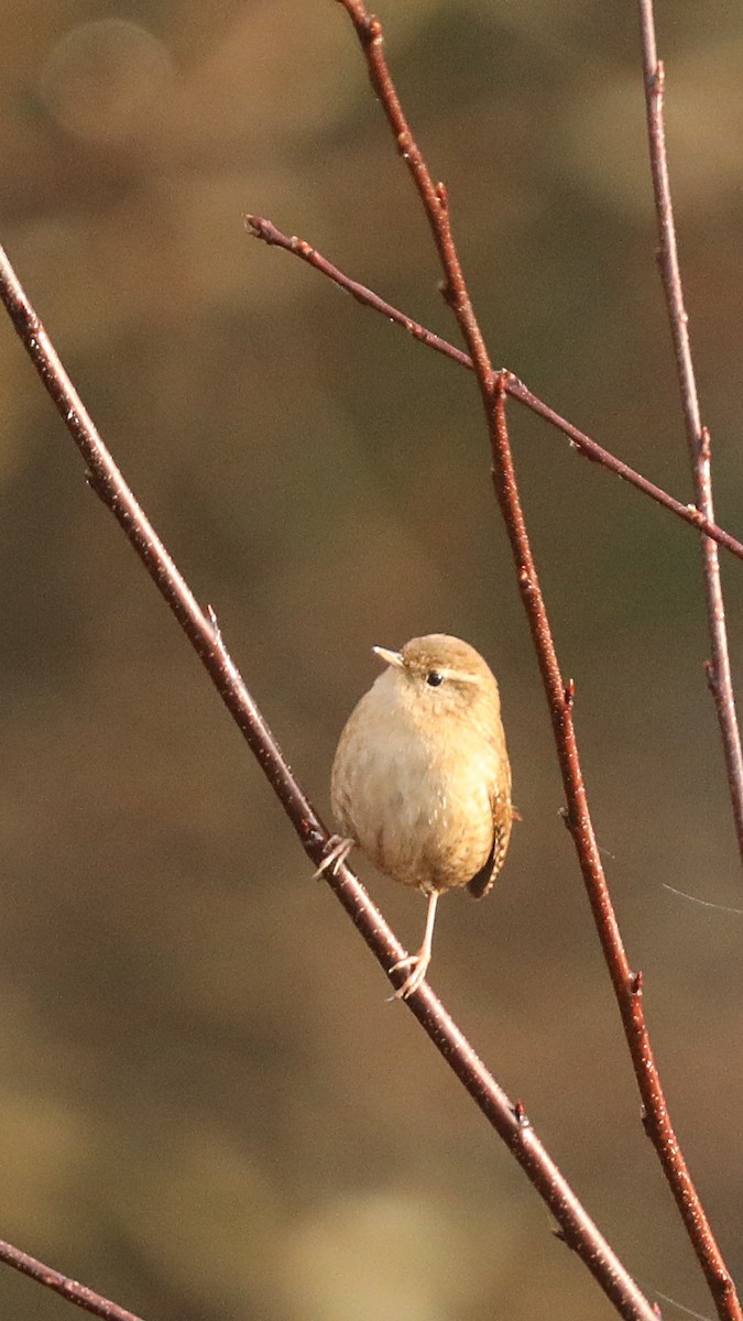 Eurasian Wren - ML647292776