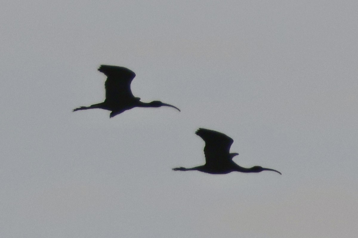 Glossy Ibis - ML647292777