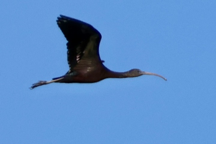 Glossy Ibis - ML647292778