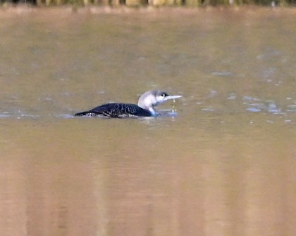 Red-throated Loon - ML647292780