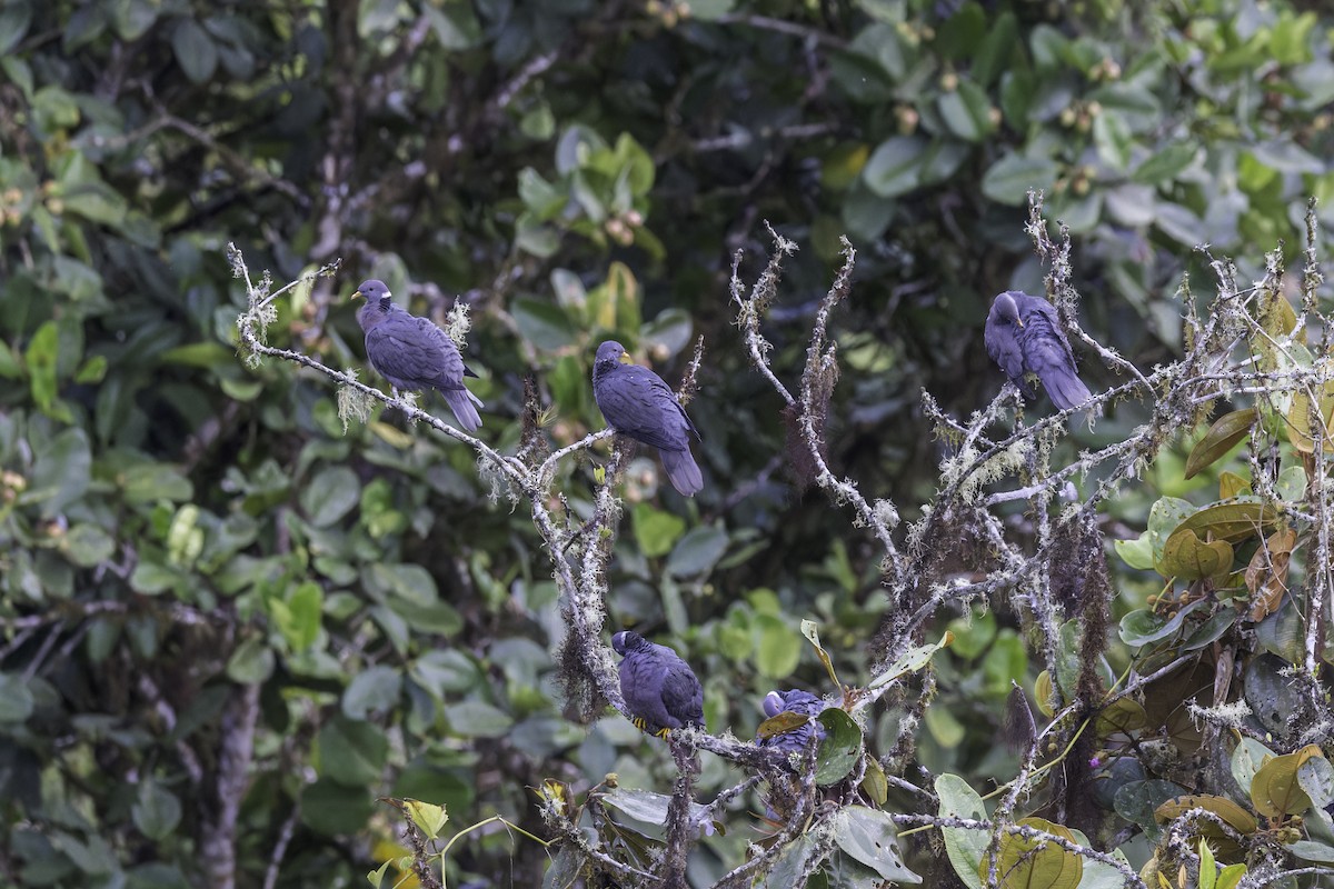 Band-tailed Pigeon - ML647292782