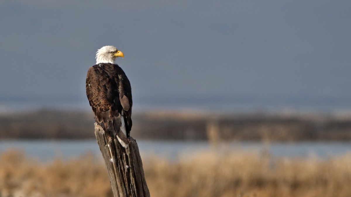 Bald Eagle - ML647292784