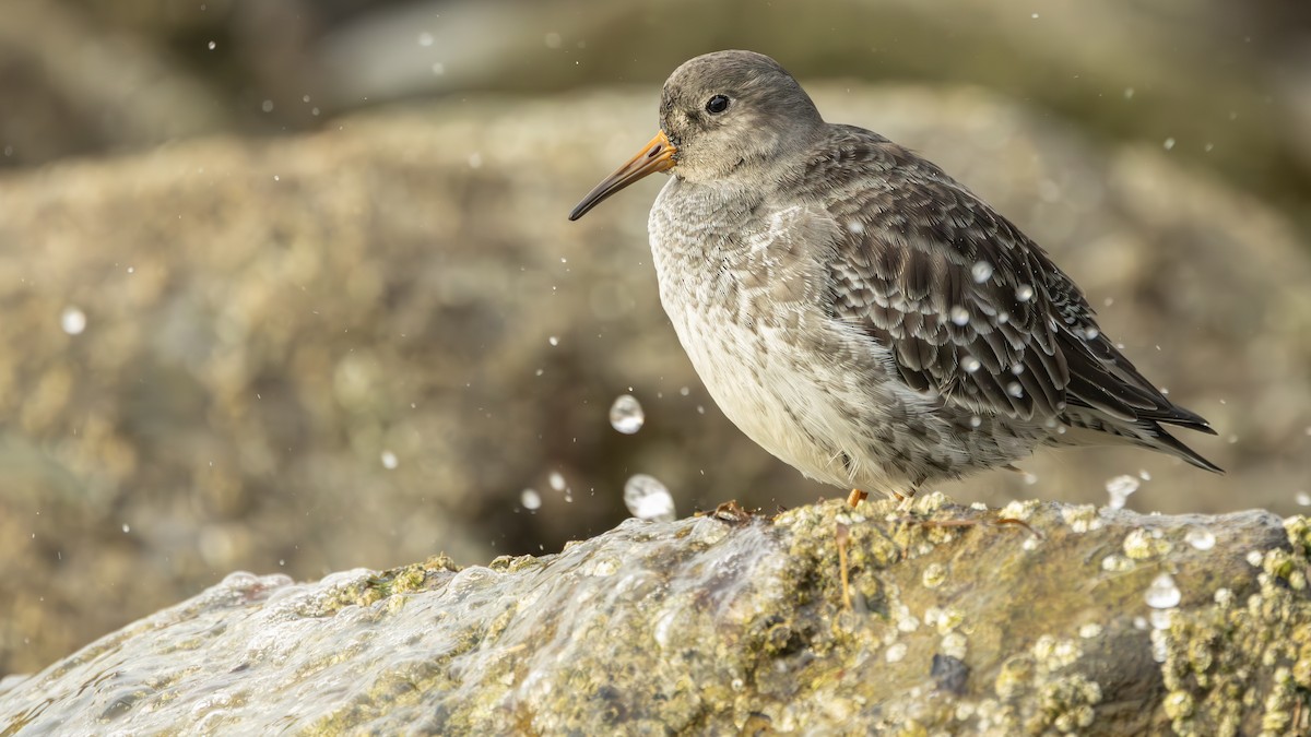 Purple Sandpiper - ML647292785