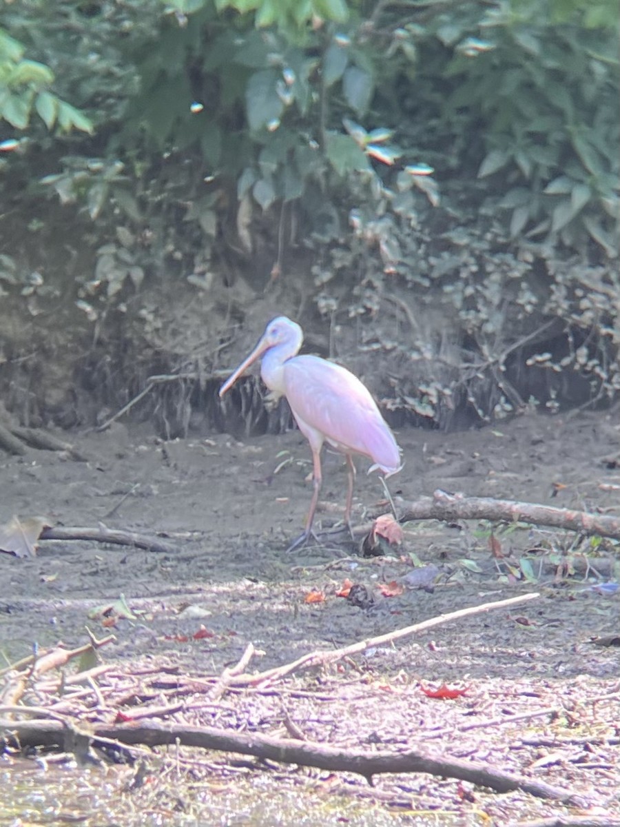 Roseate Spoonbill - ML647292787