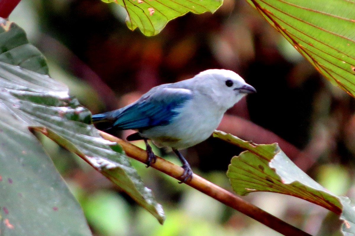 Blue-gray Tanager (Blue-gray) - ML647292788