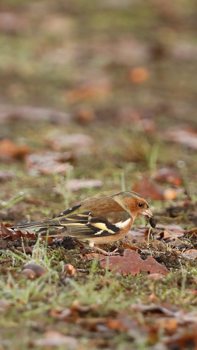Common Chaffinch - ML647292789