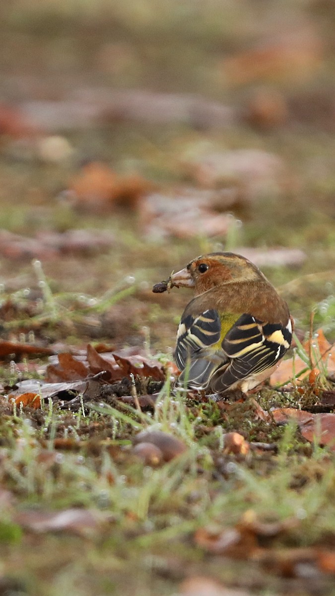 Common Chaffinch - ML647292790