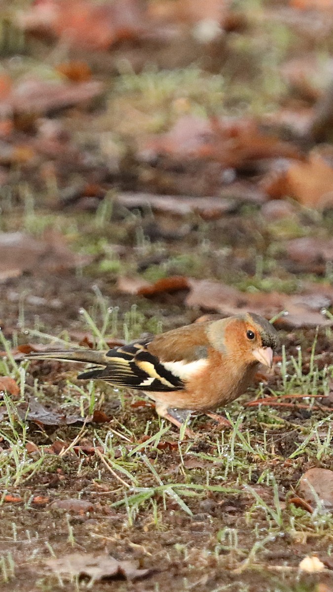 Common Chaffinch - ML647292791
