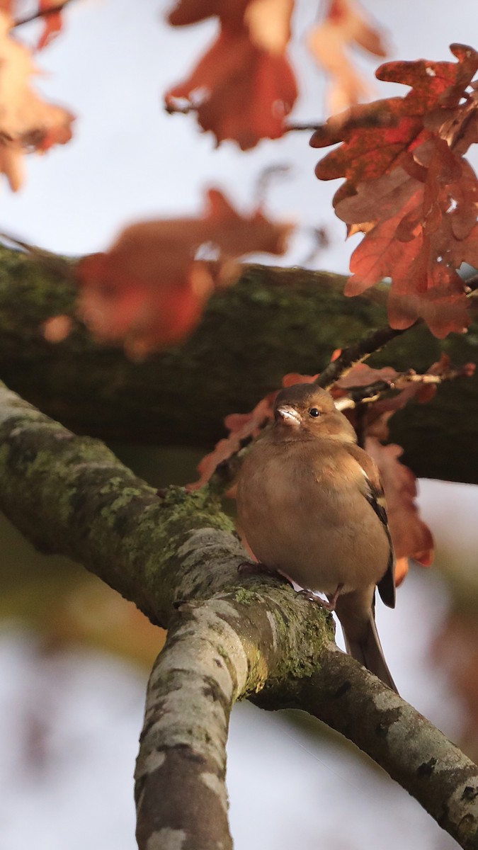 Common Chaffinch - ML647292792