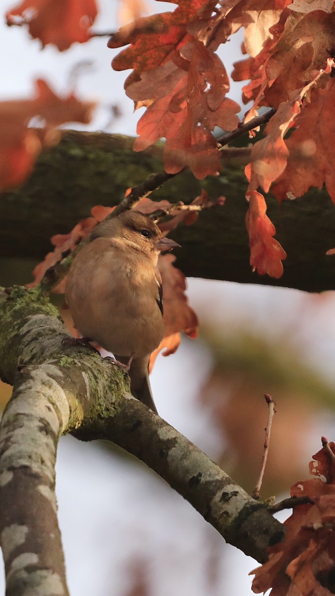 Common Chaffinch - ML647292793