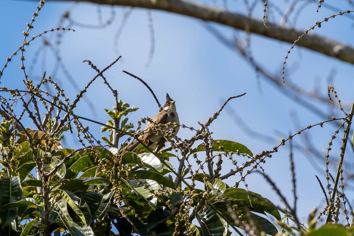 Red-whiskered Bulbul - ML647292794