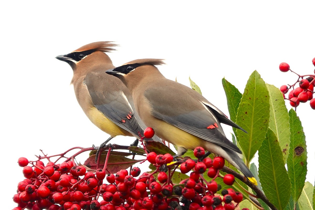 Cedar Waxwing - ML647292796