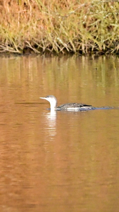 Red-throated Loon - ML647292797