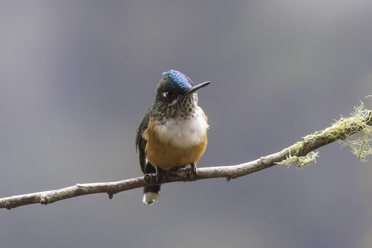 Violet-tailed Sylph - ML647292798