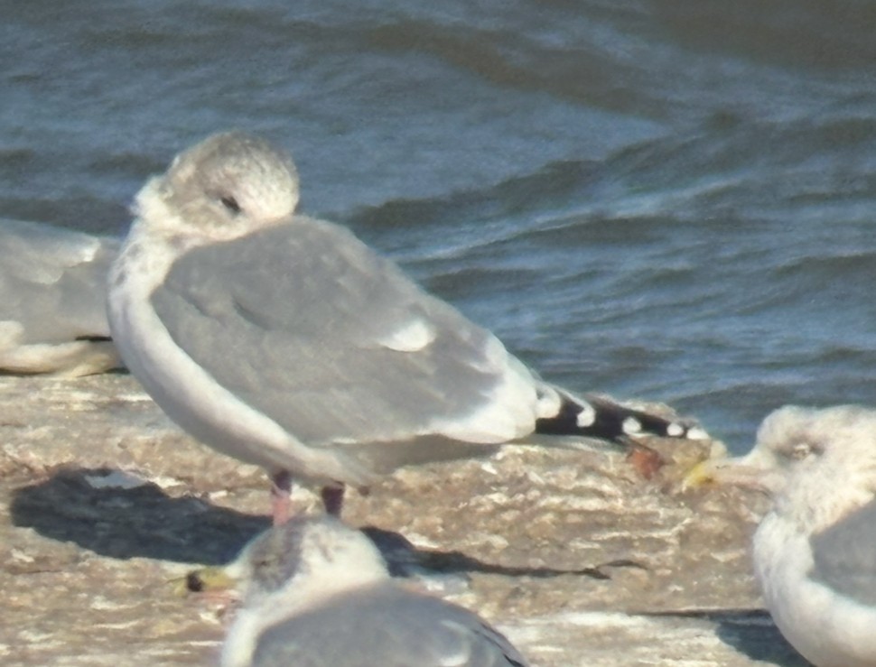 שחף בלתי-מזוהה - ML647292804