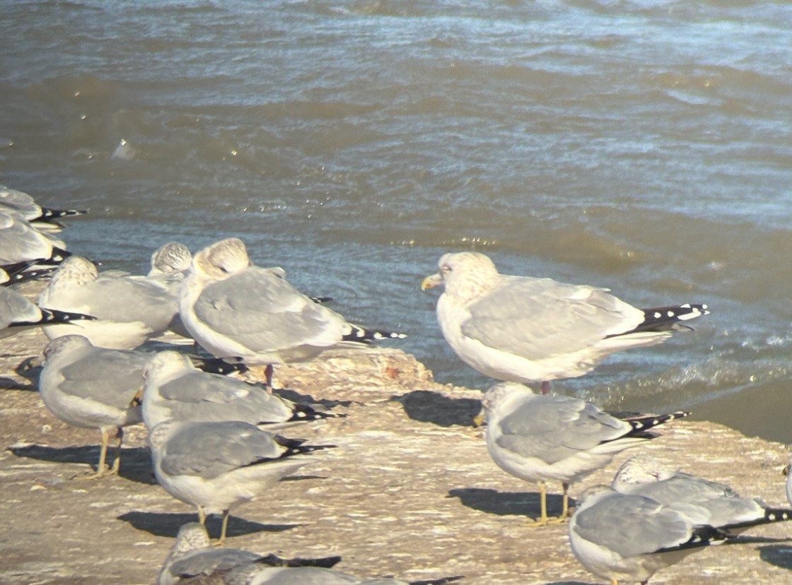 שחף בלתי-מזוהה - ML647292805