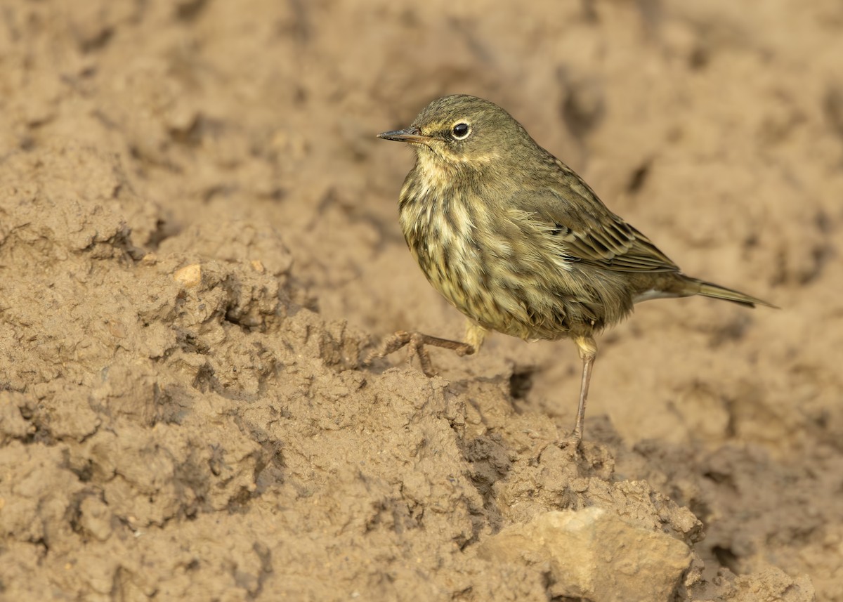 Rock Pipit (Western) - ML647292814