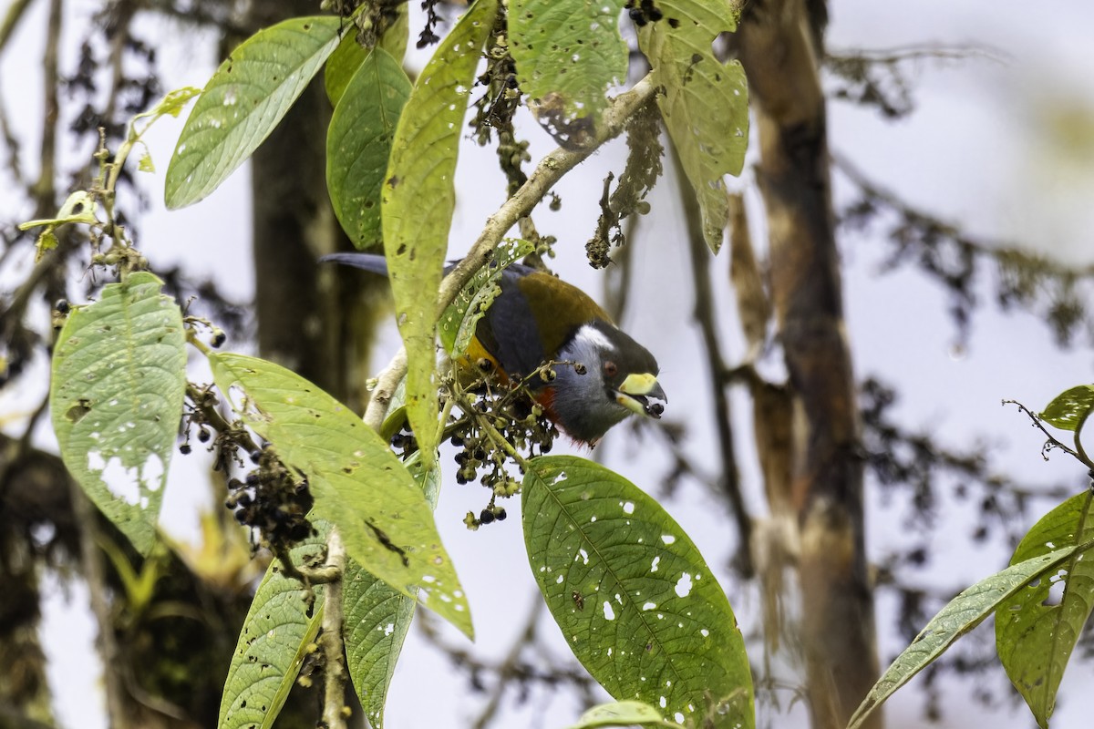 Toucan Barbet - ML647292834