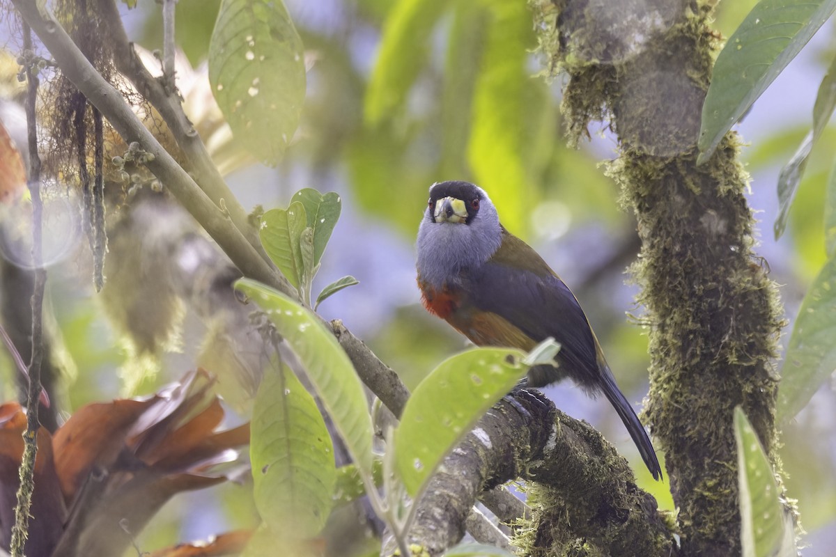 Toucan Barbet - ML647292835