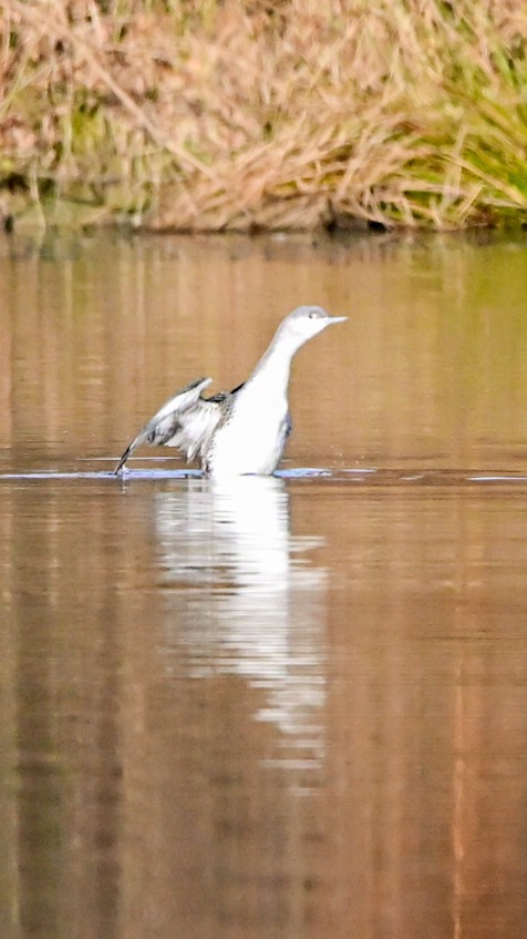 Red-throated Loon - ML647292848