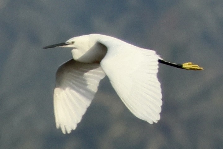 Little Egret - ML647292858